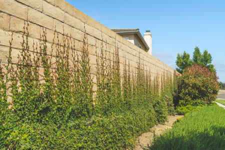 Climbing fig on a brick wall. Brick wall adorned with green ivy close-upの写真素材