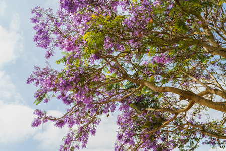 Beautiful flowering Jacaranda tree. Blue-violet flowers and fern-like foliage close-up with a cloudy sky in the backgroundの写真素材
