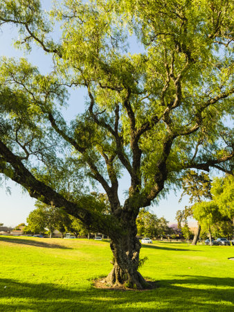 Majestic oak tree stands in a lush, green park on a sunny day.の写真素材