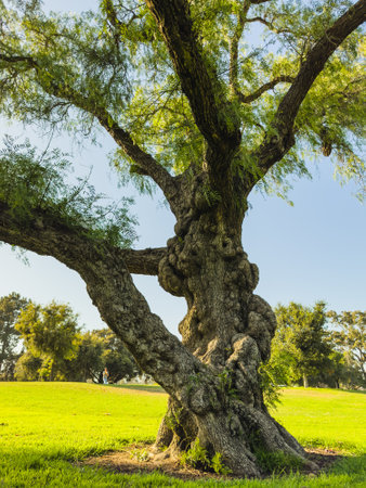 Large oak tree with sprawling branches in a sunny park.の写真素材