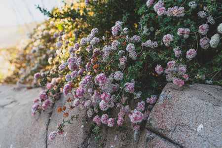 Buckwheat wildflowers with clusters of tiny white and pink blooms grow along a sunlit stone wall.の写真素材