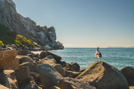Seagull perches on a rock overlooking the ocean and rugged cliffs.の写真素材