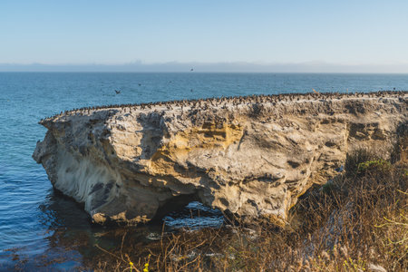 Bird colony rests on a cliff above the sea under a clear blue sky.の写真素材