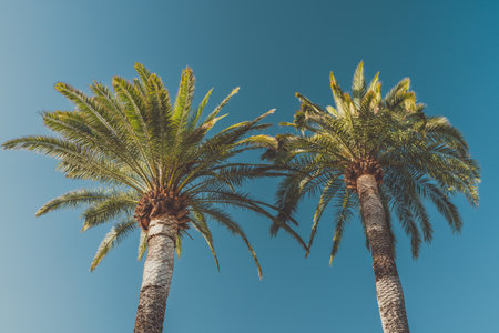 Two tall palm trees with lush green fronds stretch against a clear blue sky.の写真素材