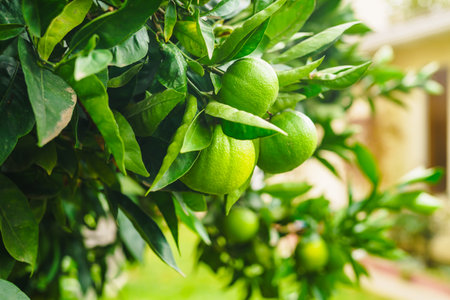 Branch of an orange tree with fruits close-up in the garden in a bright sunny dayの写真素材