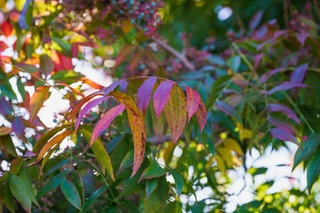 Autumn leaves at sunset. Beautiful soft autumn floral backgroundの写真素材