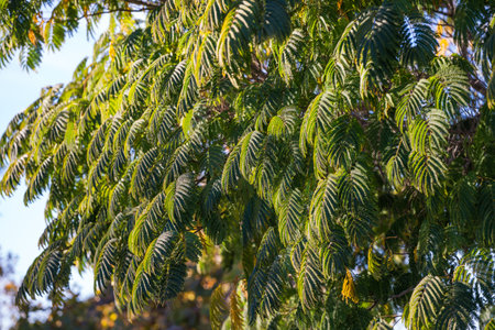 Wattle tree (Acacia mearnsii) green leaves close-up at sunsetの写真素材