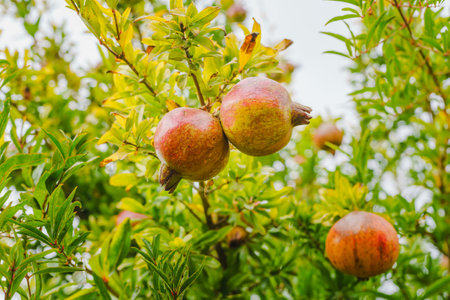 Pomegranates on a tree, close-up in the gardenの写真素材