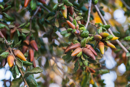 Coast Live Oak (Quercus agrifolia) seeds close-up on a tree branch. Oak tree acorn close-up at sunsetの写真素材