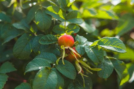 Red rosehip berries in a vegetable gardenの写真素材