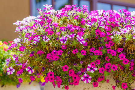 A large outdoor flower pots bursts with a profusion of colorful garden petunia flowers, creating a vibrant and enchanting displayの写真素材