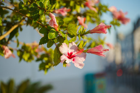 Pink hibiscus in full bloom close-up in the garden in bright sunlightの写真素材