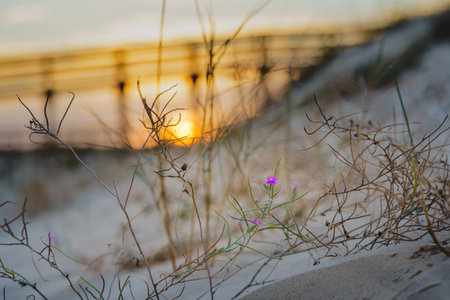 Delicate purple flowers bloom amid dry grass in sandy dunes at sunset.の写真素材