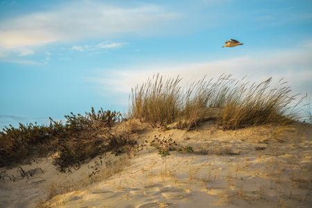 Seagull flying over grassy sand dunes on a sunny day.の写真素材