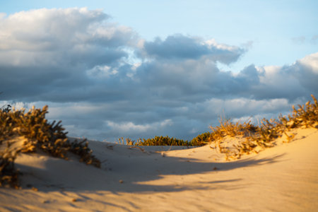 Golden light casts shadows on coastal dunes and plants.の写真素材