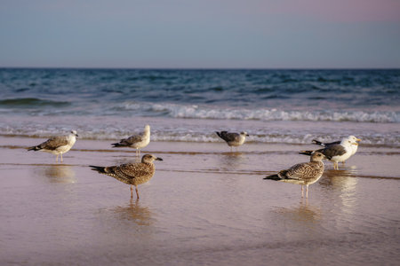 Seagulls standing on the wet sand by the shore as waves roll in under a pastel sky.の写真素材
