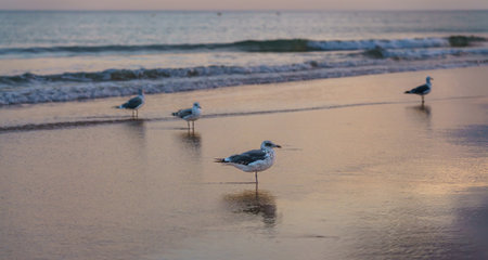 Calm evening beach scene with seagulls reflecting in the shallow water.の写真素材