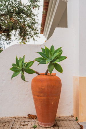Agave plant with thick green leaves growing in a terracotta pot against a white wall.の写真素材