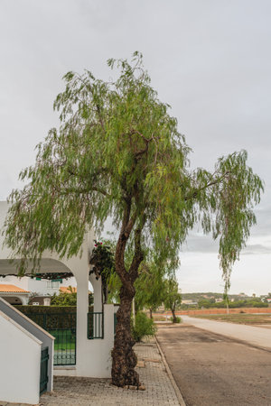 Graceful Peruvian pepper tree alongside a quiet suburban street.の写真素材