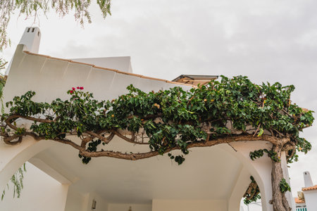 Vine-covered archway adorned with lush greenery and blooming flowers on a white house.の写真素材