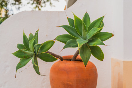 Agave with broad, spiky leaves displayed in an orange pot near a white wall.の写真素材