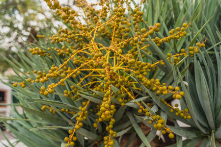 Close-up of Dracaena Draco leaves with clusters of yellow flower buds emerging.の写真素材