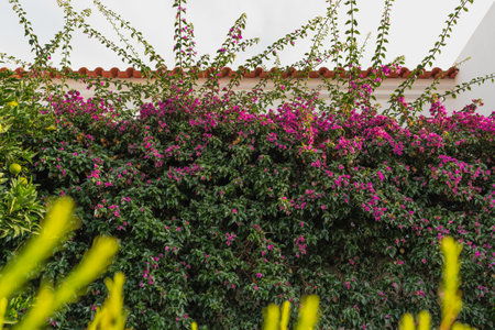 Bright pink bougainvillea blossoms covering dense green foliage against a tiled roof.の写真素材
