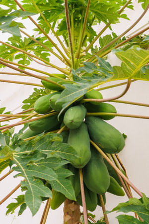 Unripe papayas clustered on a vibrant papaya tree.の写真素材