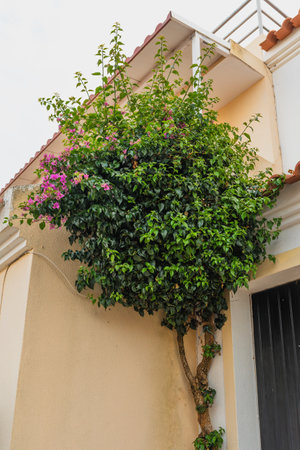 Vibrant bougainvillea climbing up a wall with pink blossoms and dense greenery.の写真素材