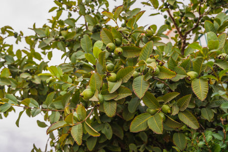 Green guavas ripening on a tree surrounded by lush, vibrant foliage.の写真素材