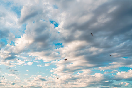 Seagulls glide amidst a backdrop of fluffy clouds and blue sky.の写真素材