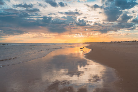 Golden sunset illuminates the beach as a seagull takes flight over wet sand.の写真素材
