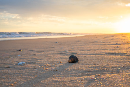 Morning sunlight casts a warm glow on a seashell and scattered beach pebbles.の写真素材