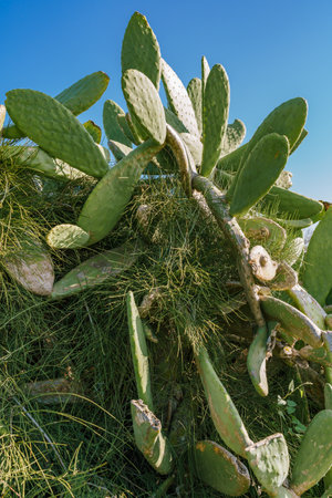Giant Prickly Pear cactus close-up against clear blue sky in the backgroundの写真素材