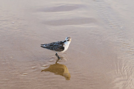 Sanderling pauses in the wet sand, creating a mirrored image.の写真素材