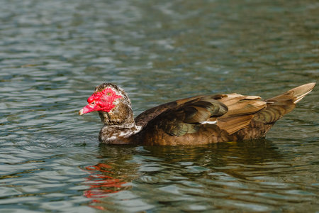 The Muscovy duck (Cairina moschata). Close up portrait of a large duck, native to Mexico and Central and South America, swimming in waterの写真素材