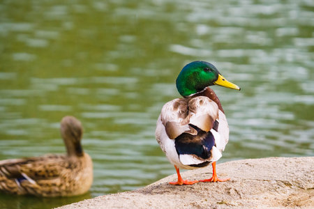 Mallard duck (Anas platyrhynchos) Close-up portrait of a male wild duck standing on the beach close to the lakeの写真素材
