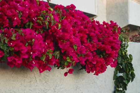 Bougainvillea cascades down the house wall, its vibrant blooms and lush foliage creating a stunning and ornamental display of climbing vinesの写真素材