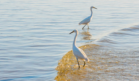 Great egret (ardea alba) on the beach standing in water at sunset, sea waves in the backgroundの写真素材