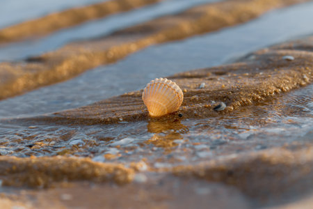 Delicate seashell nestled by the shoreline at low tide.の写真素材