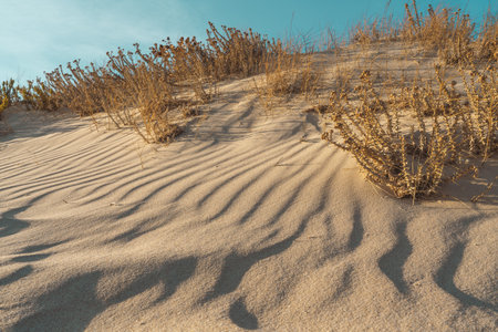 Gentle shadows stretch across the windswept sand dunes covered with sparse vegetation.の写真素材