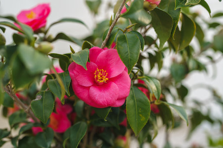 Close-up of a vibrant pink camellia flower surrounded by glossy green leaves.の写真素材