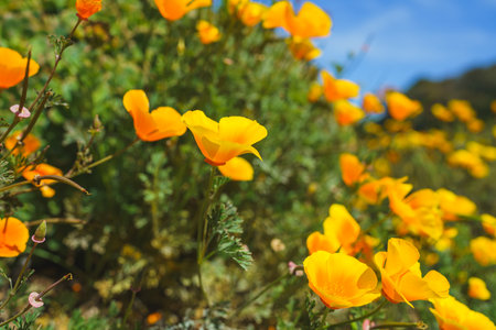 California golden poppies glow under the sunlight in a natural setting.の写真素材