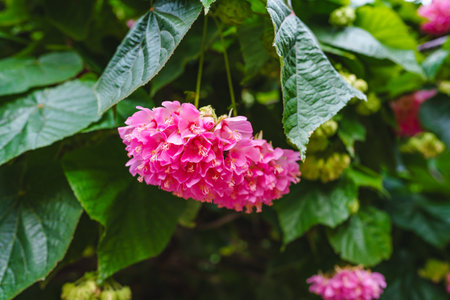 Dombeya wallichii, or tropical hydrangea, graces the scene with its stunning pink flowers, creating a vision of botanical elegance in the family Malvaceaeの写真素材