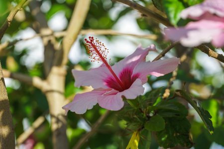 Pink hibiscus in full bloom close-up in the garden in bright sunlightの写真素材