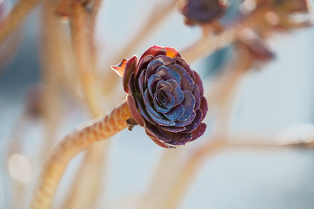 Purple Aeonium, the tree houseleeks, close-up in a sunny garden with clear blue sky in the backgroundの写真素材