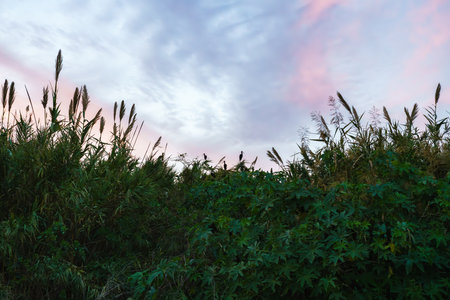 Lush vegetation and swaying reeds under a softly hued evening sky.の写真素材