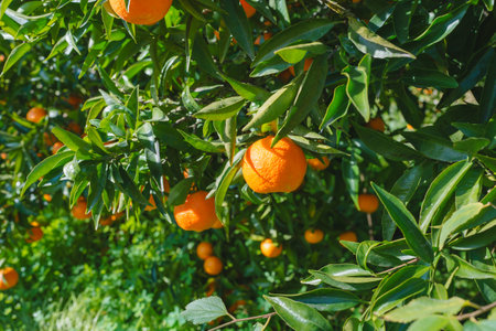 Clementine mandarin tree adorned with ripe, sun-kissed fruits, close-up in the garden in a bright sunny day.の写真素材