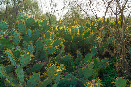 Sunlit prickly pear cacti adorned with bright spines and purple fruits.の写真素材