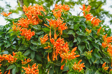 Vibrant burst of color fills the frame as a Flame vine showcases its radiant beauty with dense...